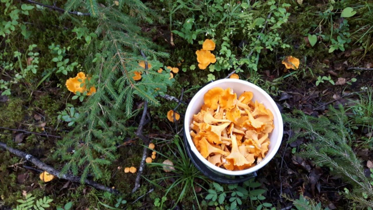 Suvituuli | Paajoen Vuokramoekit Villa Himos ภายนอก รูปภาพ